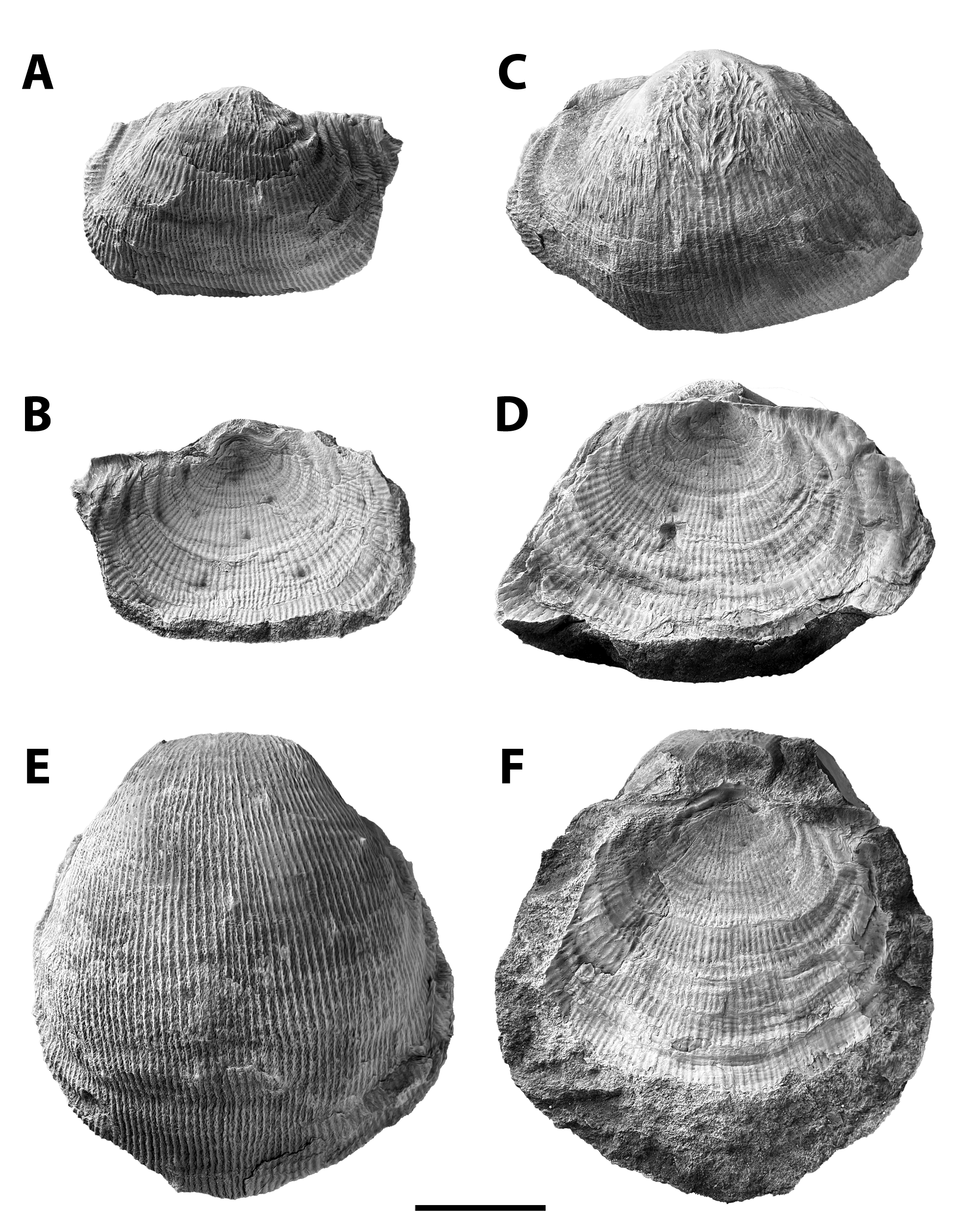 Linoproductus prattenianus