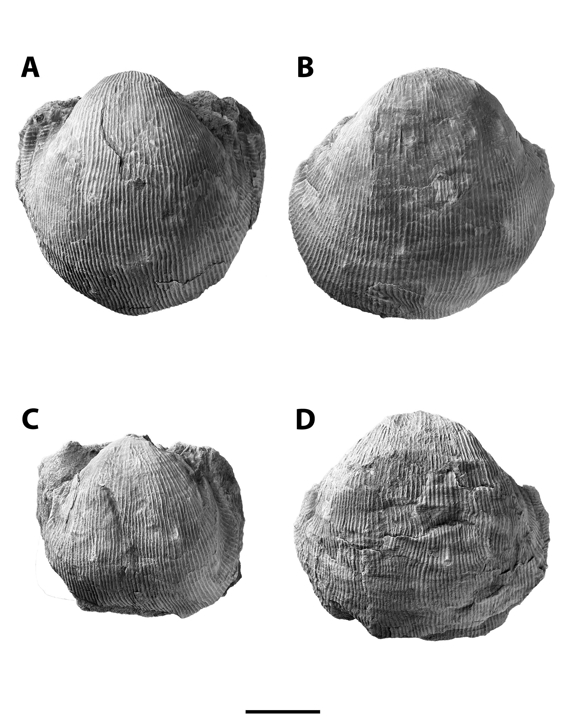 Linoproductus prattenianus