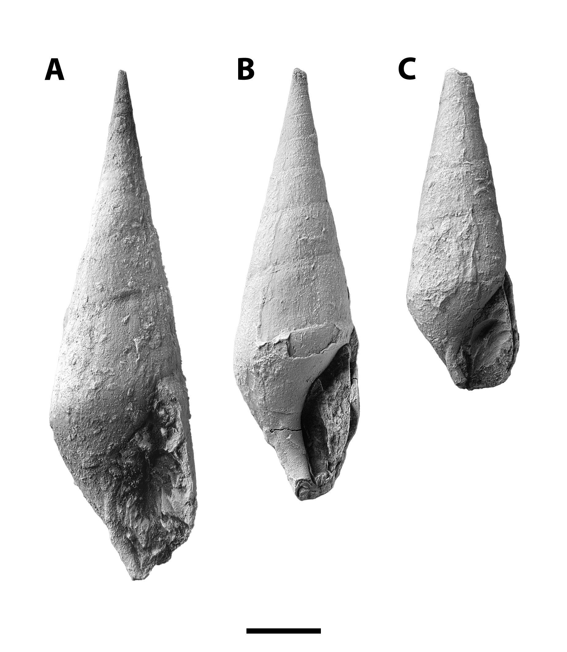 Meekospira peracuta from SL 6445. A, medium-size specimen without the protoconch, the rounded bottom of the aperture easily visible, CG-0441; B, CG-0442; C, CG-0443. Scale bar = 5 mm.