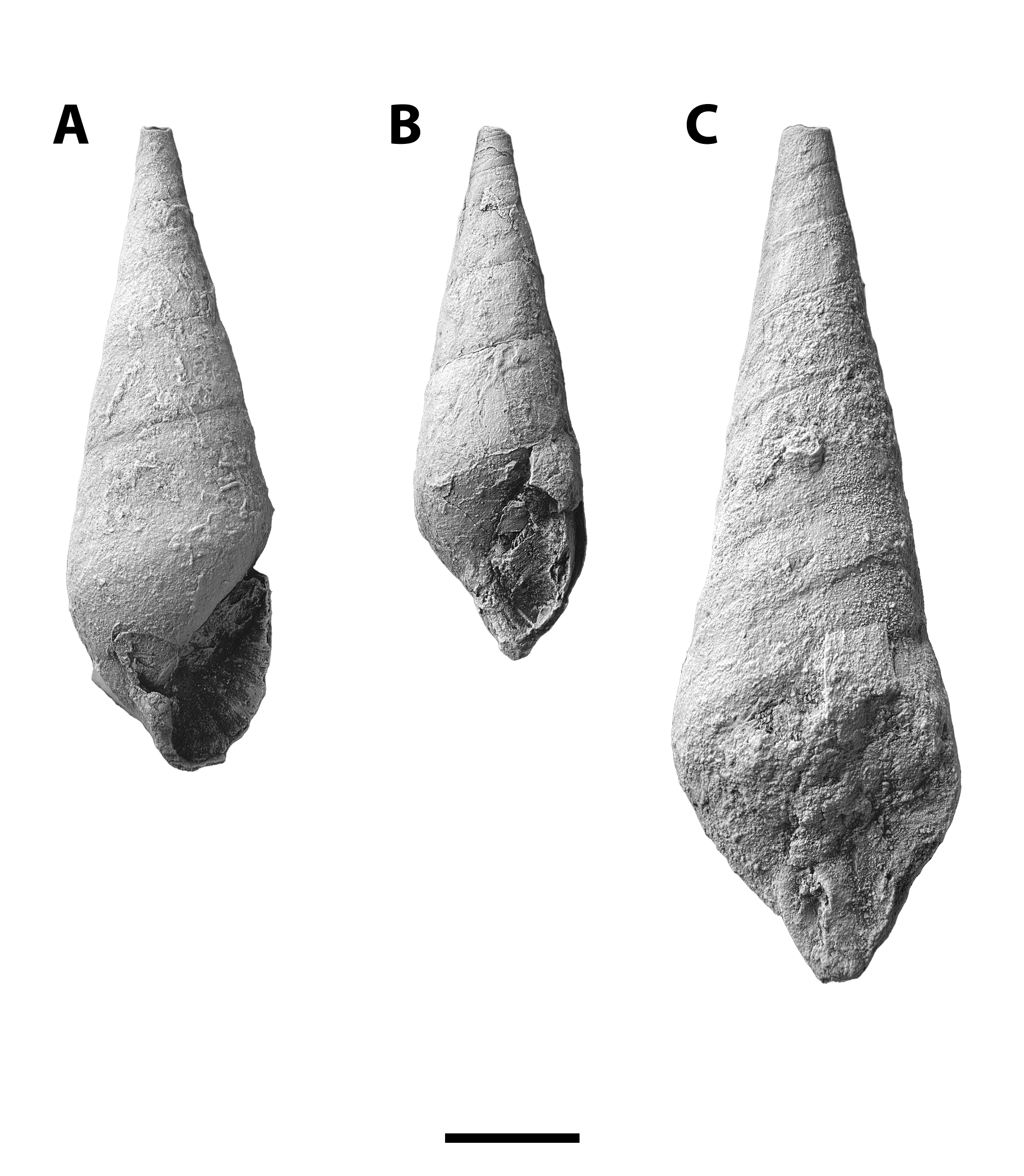 Fig. 2.—Meekospira peracuta from SL 6445. A, CG-0430; B, a clean column showing the nature of its shape, CG-0431; C, CG-0440. Scale bar = 5 mm.