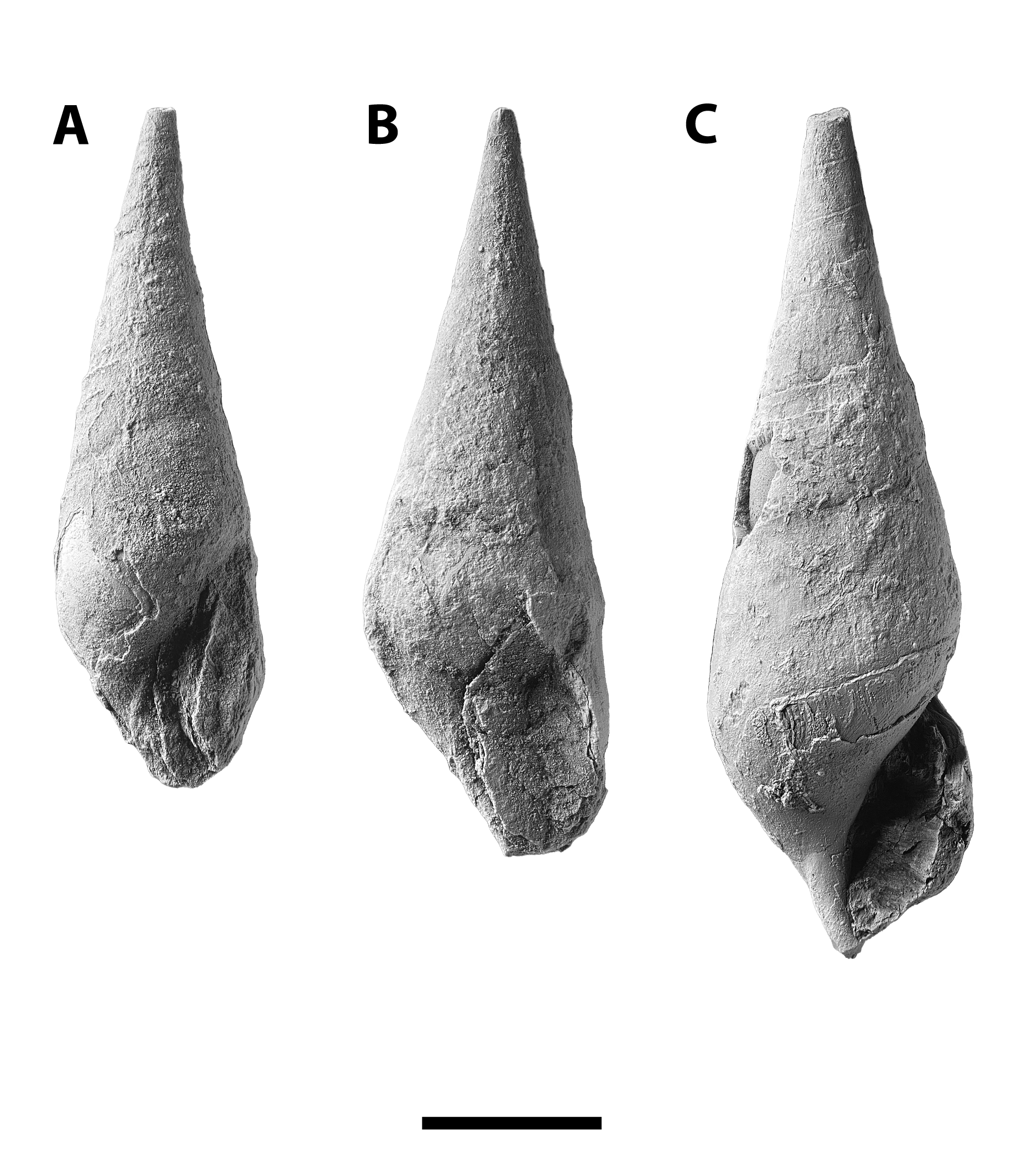 Meekospira peracuta from SL 6445.