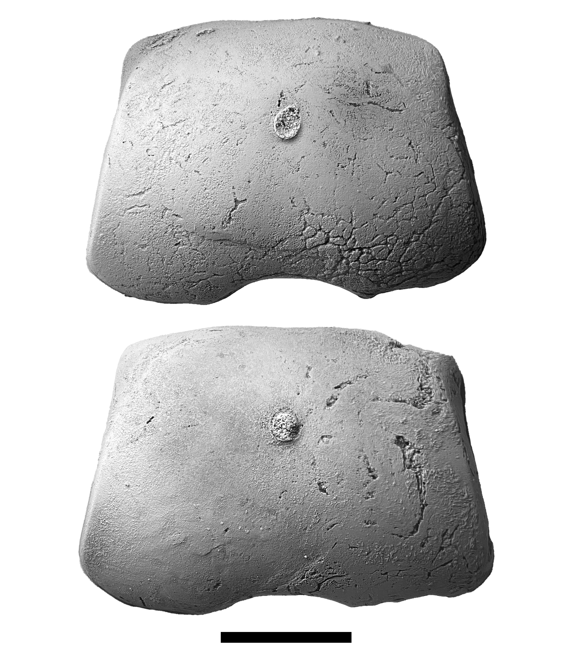 Metacoceras sp. camerae steinkerns from decalcified Brush Creek limestone at SL 6533. The preservation of the limestone at this position completely dissolves the fossilized shell, leaving well-detailed steinkerns in its place.