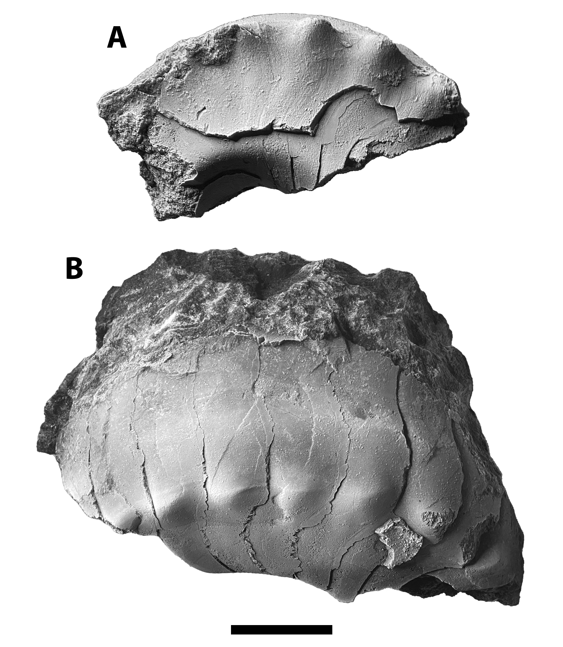 Two specimens of Metacoceras sp. from the Brush Creek limestone at SL 6533.