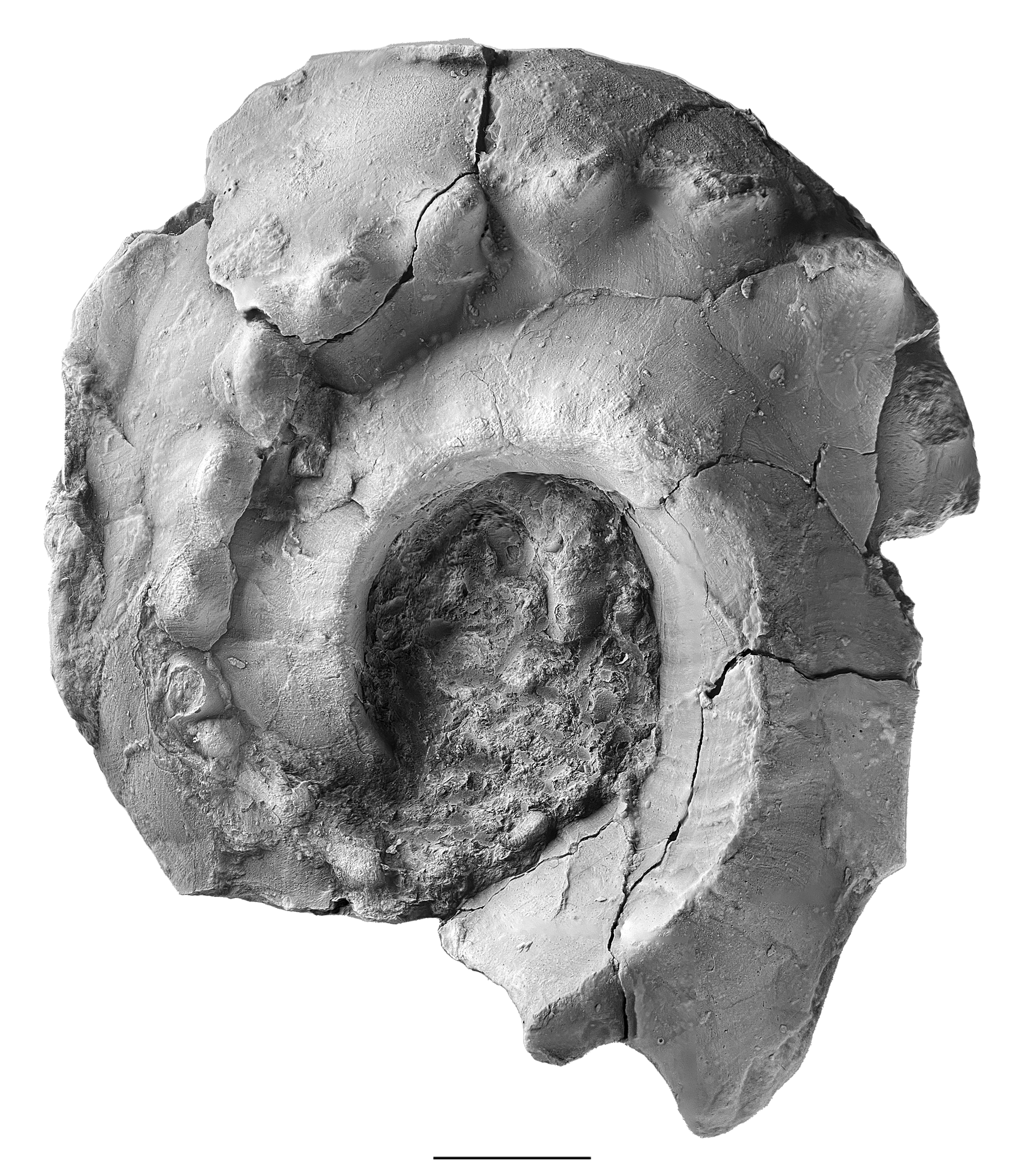 Metacoceras sp. from the Pine Creek limestone at SL 6445. Specimen coated with paraloid to keep shell from detaching and intact. Crushing is evident with a depression along the flank.