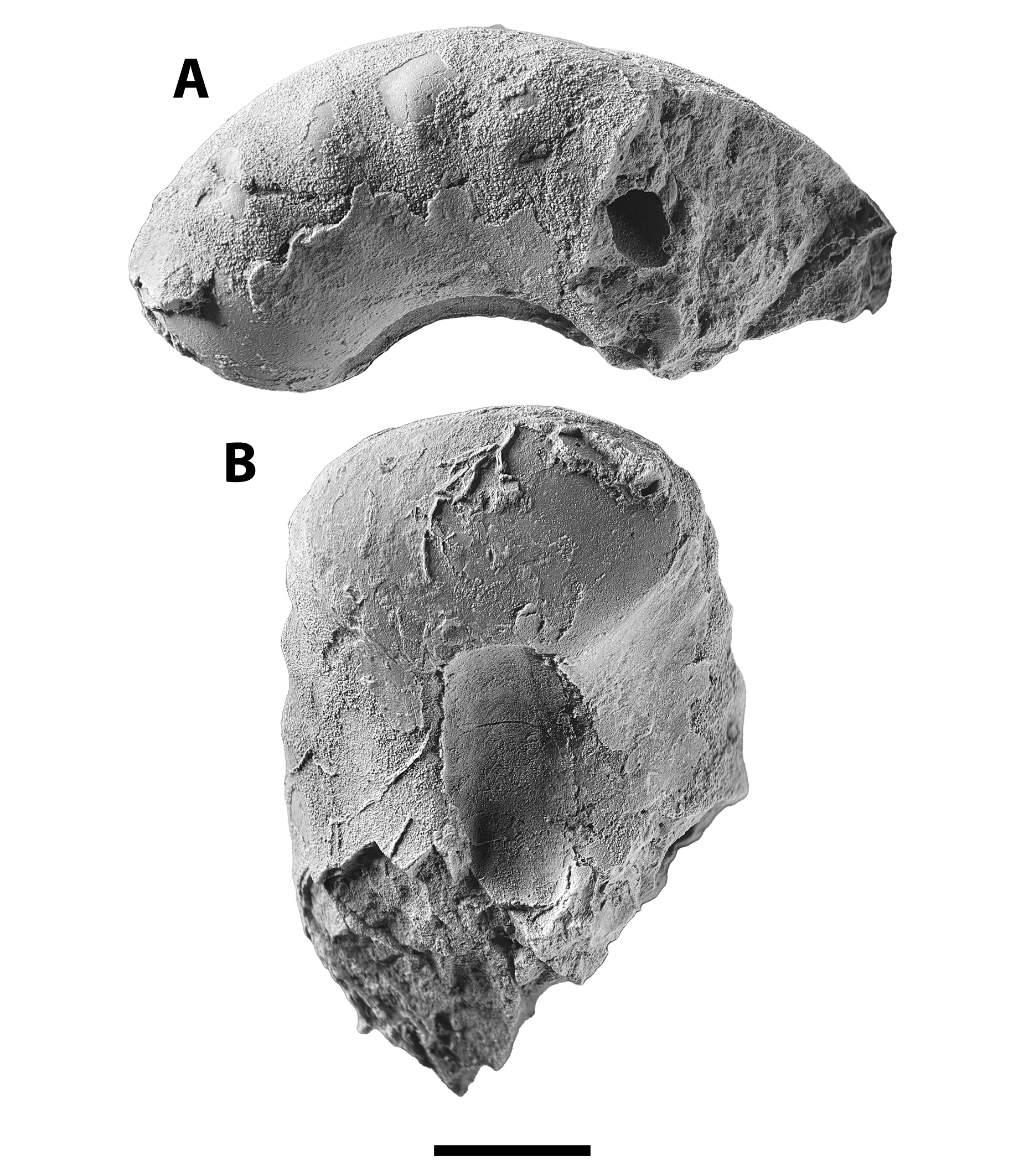 Metacoceras clinocostatum from decalcified Brush Creek limestone at SL 6533