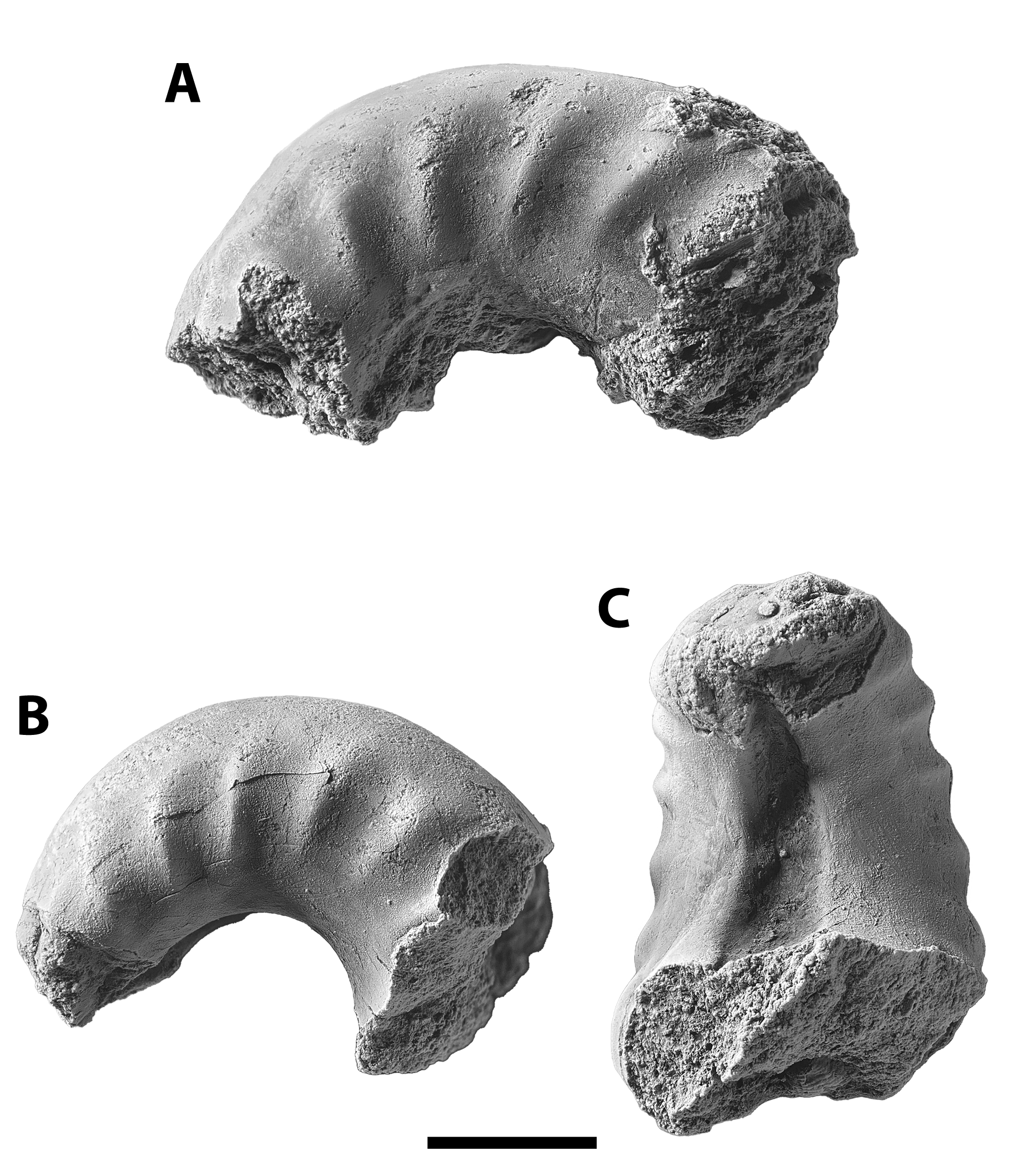 Metacoceras clinocostatum from decalcified Brush Creek limestone at SL 6533.