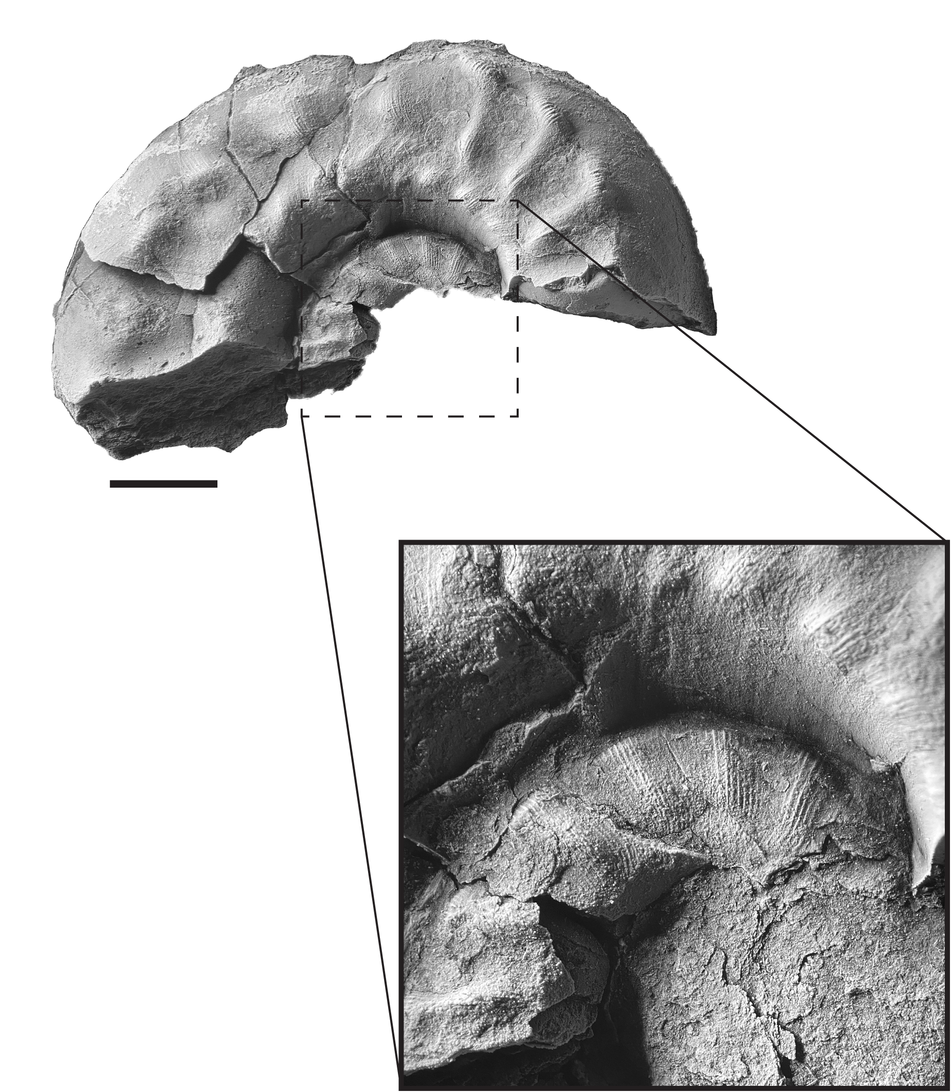 Metacoceras clinocostatum embedded in an ironstone concretion from the Pine Creek limestone at SL 6445.