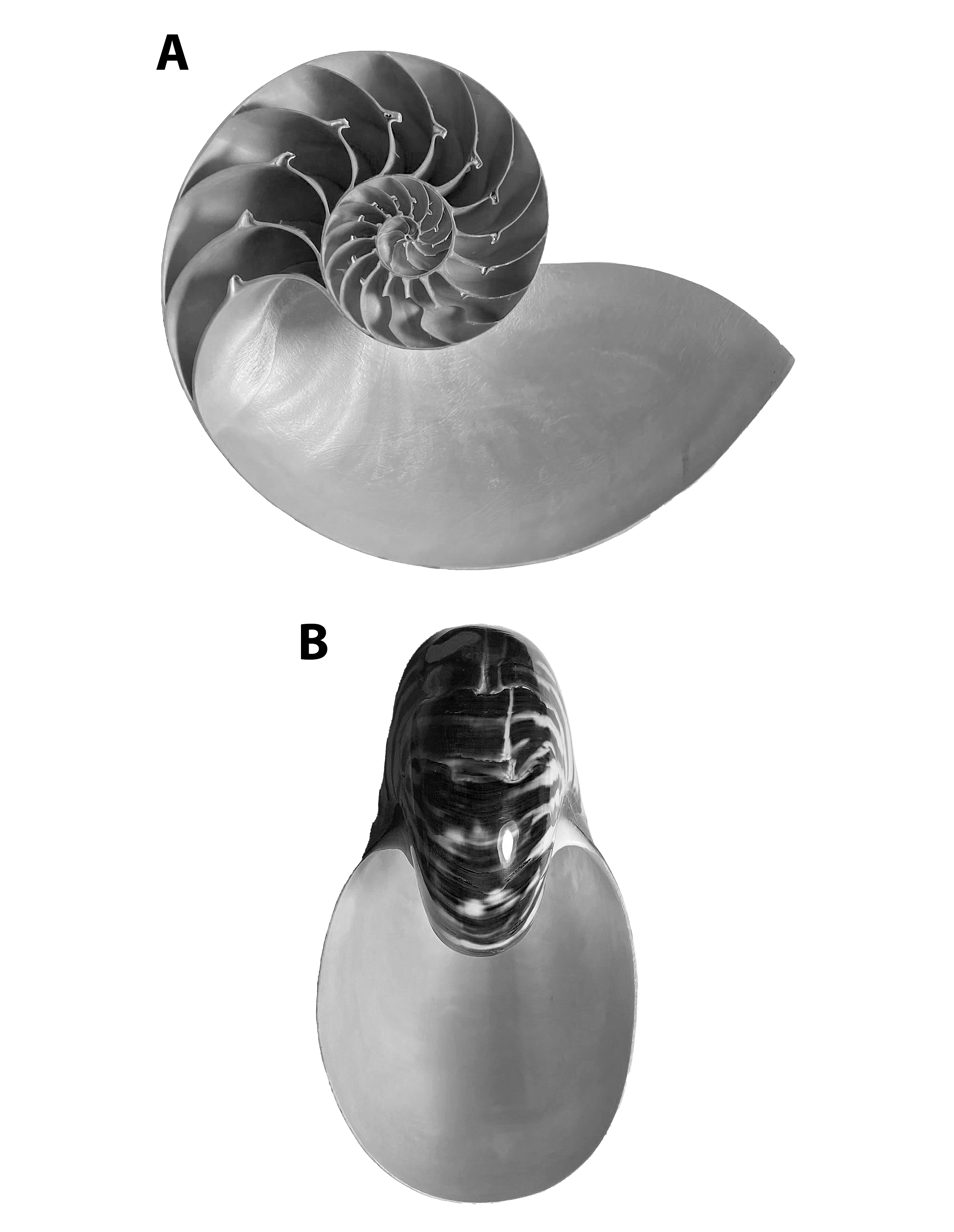 Shells of Nautilus pompilius, a modern Nautiloid cephalopod found in the South Pacific seas.