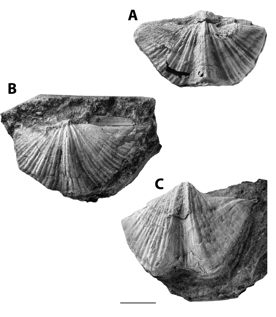 Neospirifer dunbari Plate with three specimens