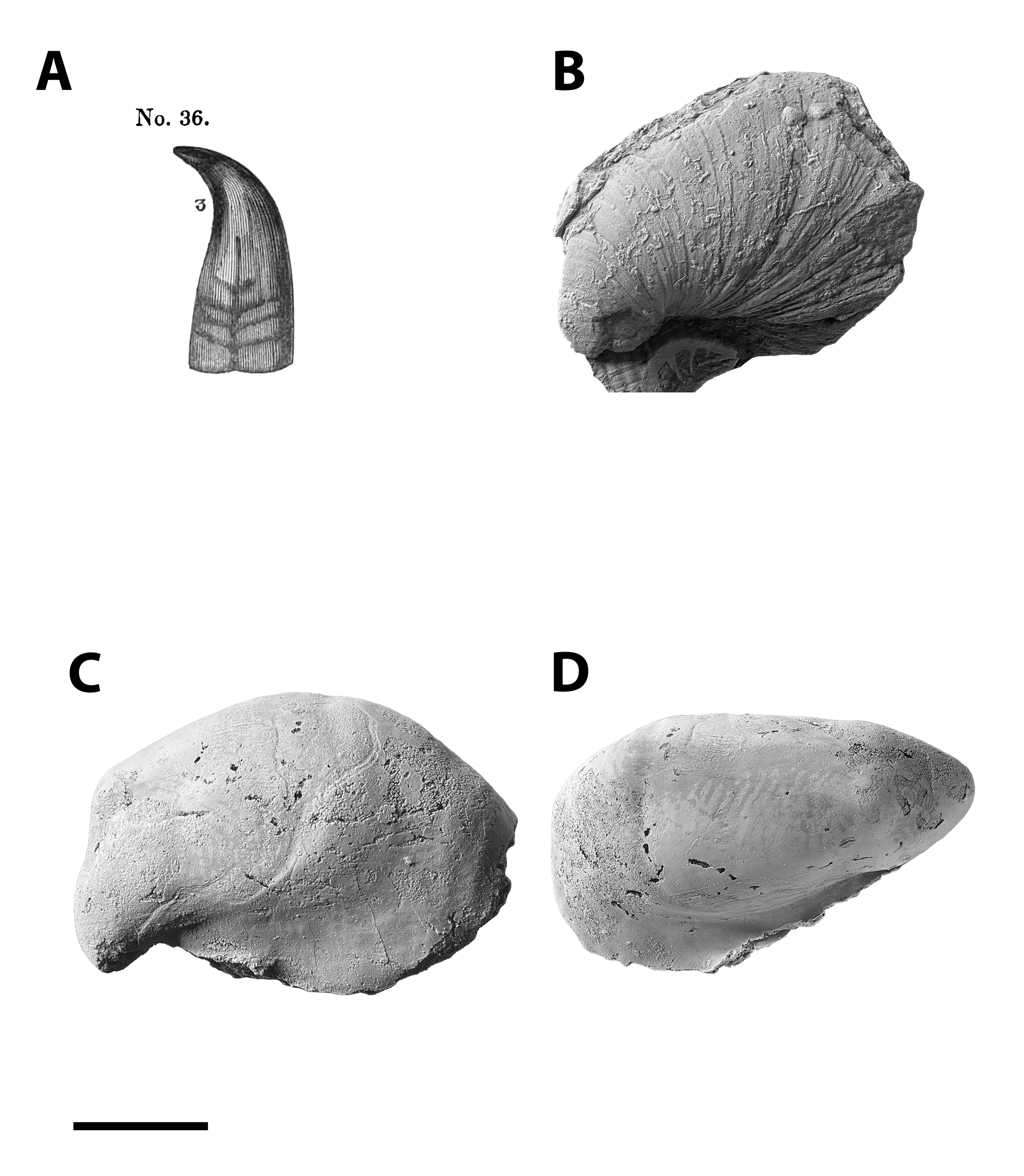 Orthonychia sp. from the Glenshaw Formation, Armstrong County, PA.