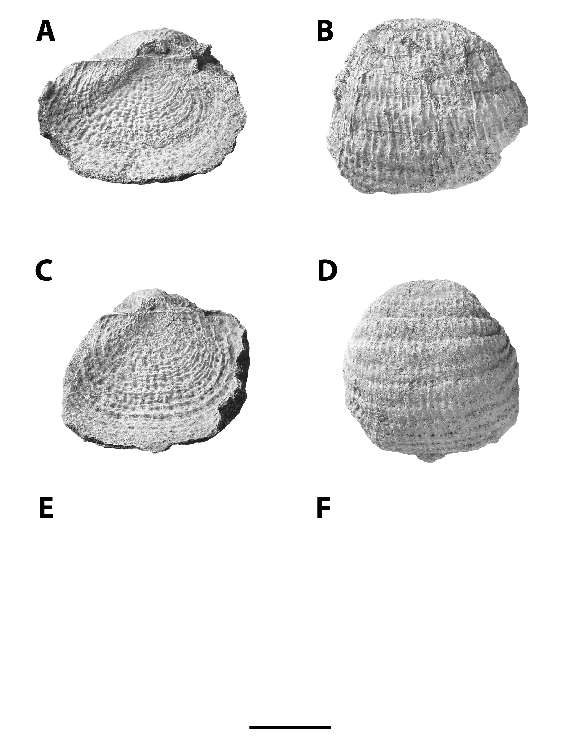 Pulchratia plate with two specimens.