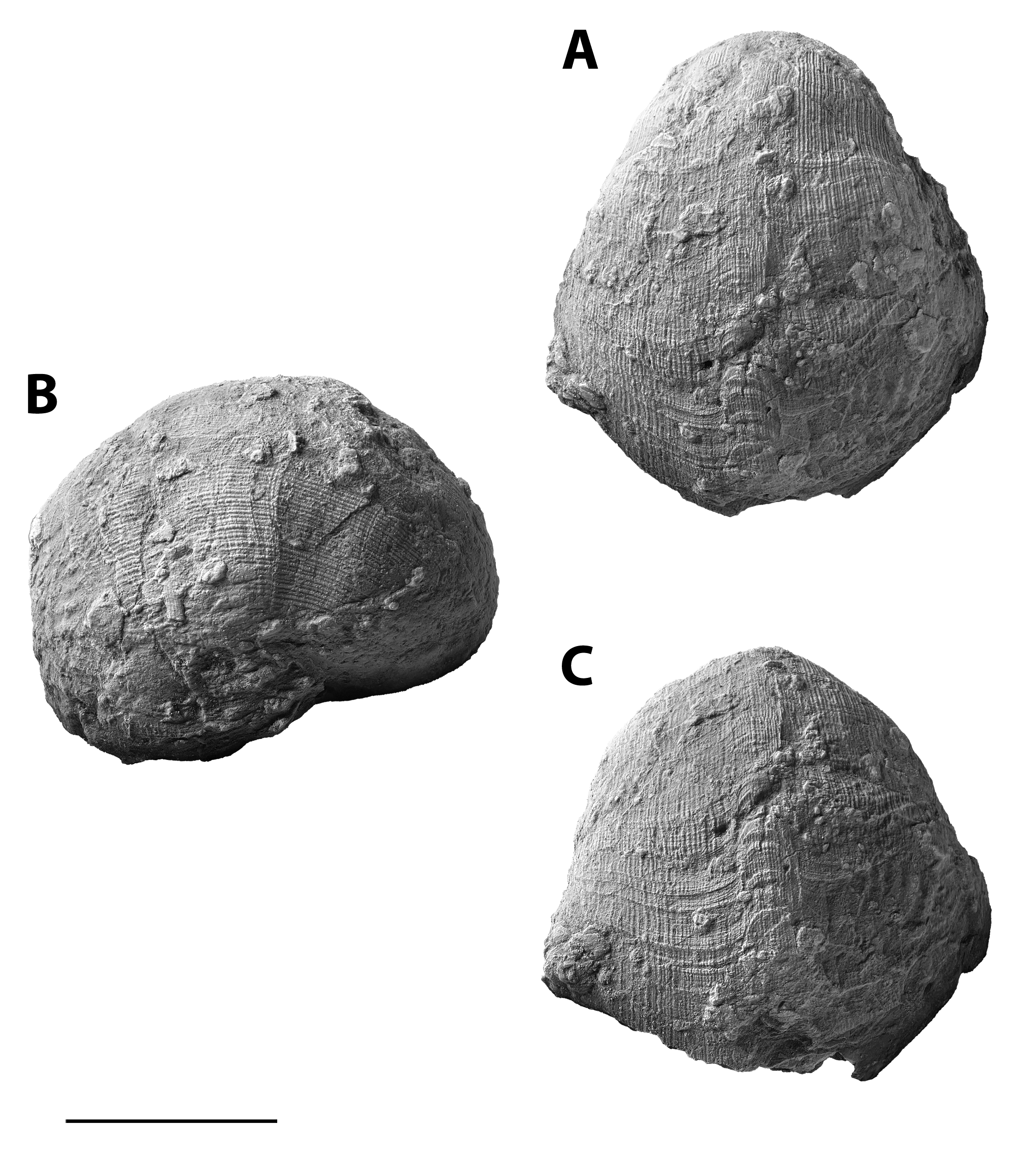 Retispira tenuilineata from SL 6445