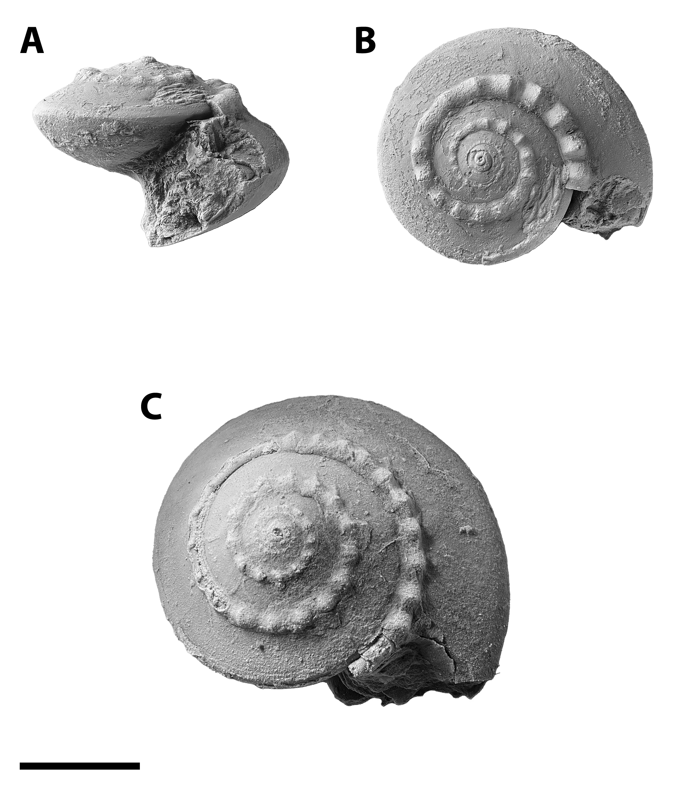 Three figures of Trepospira sphaerulata from the Pine Creek limestone at SL 6445