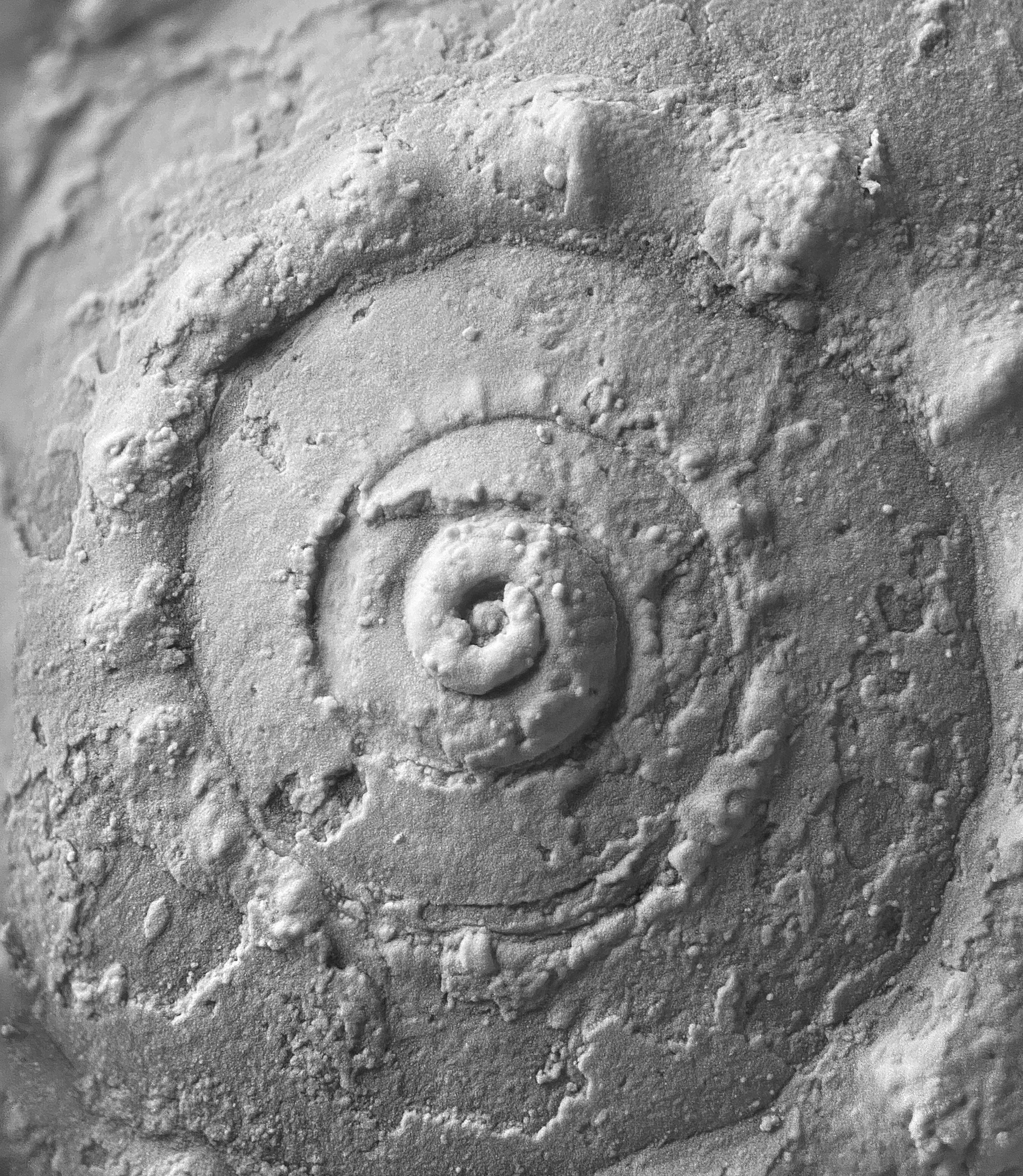 Trepospira sphaerulata from the Pine Creek limestone at SL 6445, a close-up of the protoconch