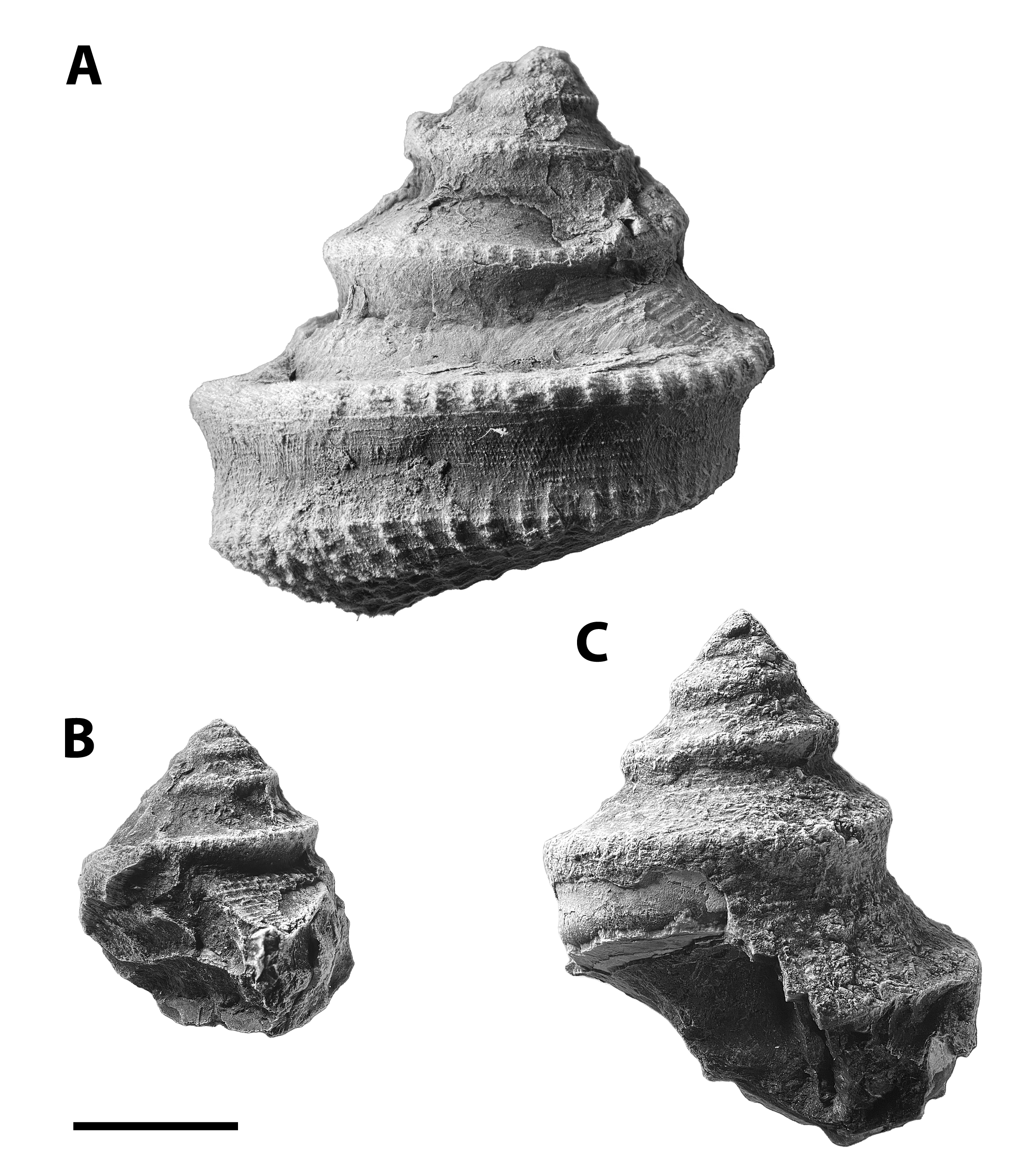 Worthenia tabulata from the Pine Creek limestone at SL 6445. The shells are intricate and detailed, which makes good preservation rare. 