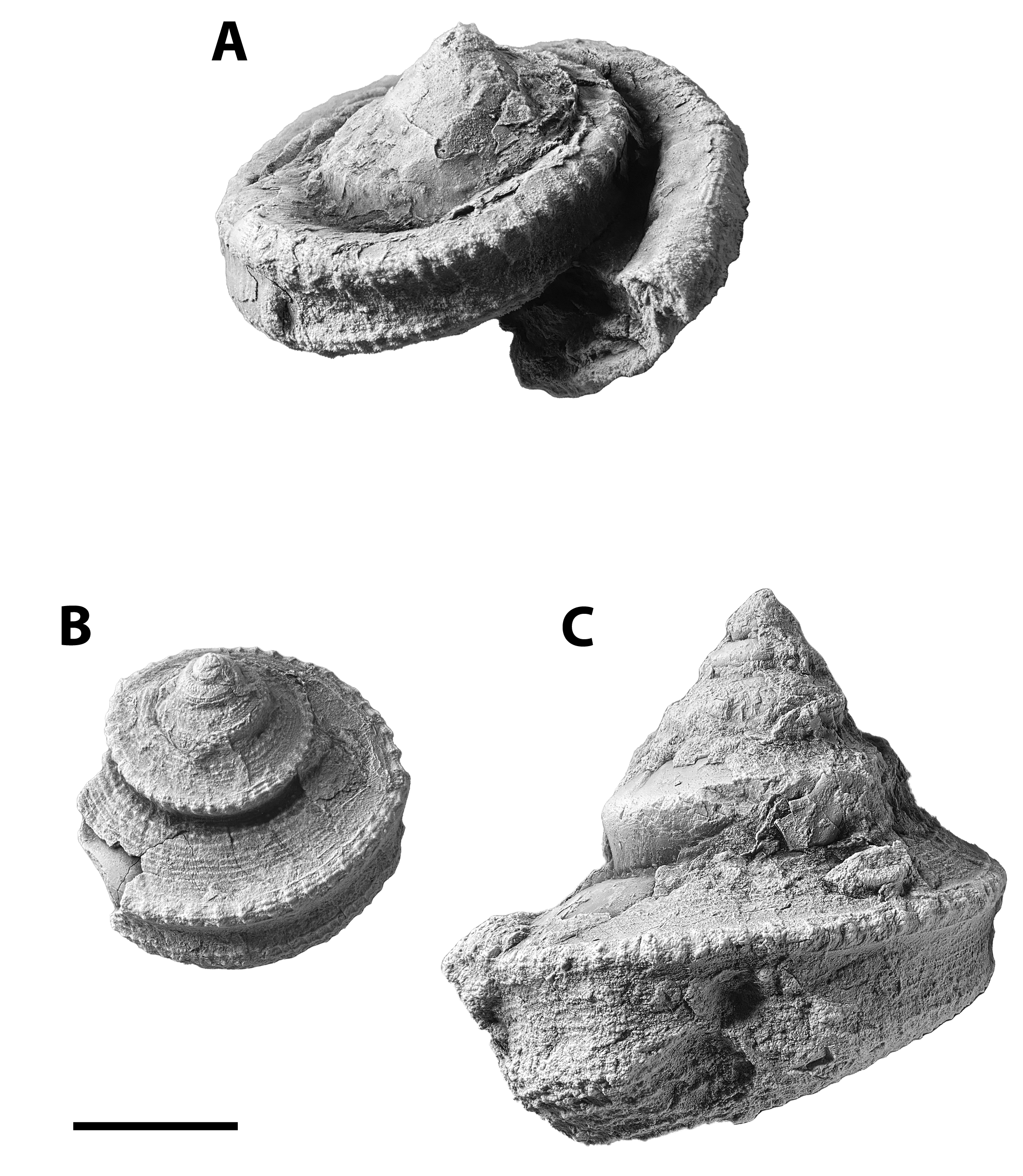 Worthenia tabulata from the Pine Creek limestone at SL 6445.