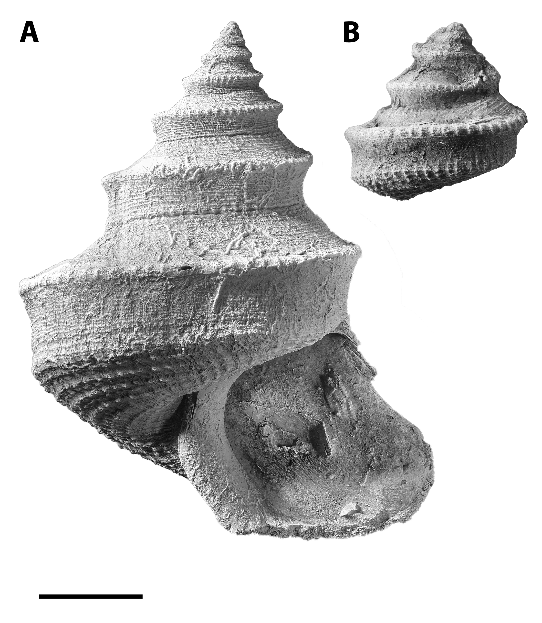 Worthenia tabulata from the Late Pennsylvanian Graham Formation in Northern Texas and the Pine Creek limestone at SL 6445.